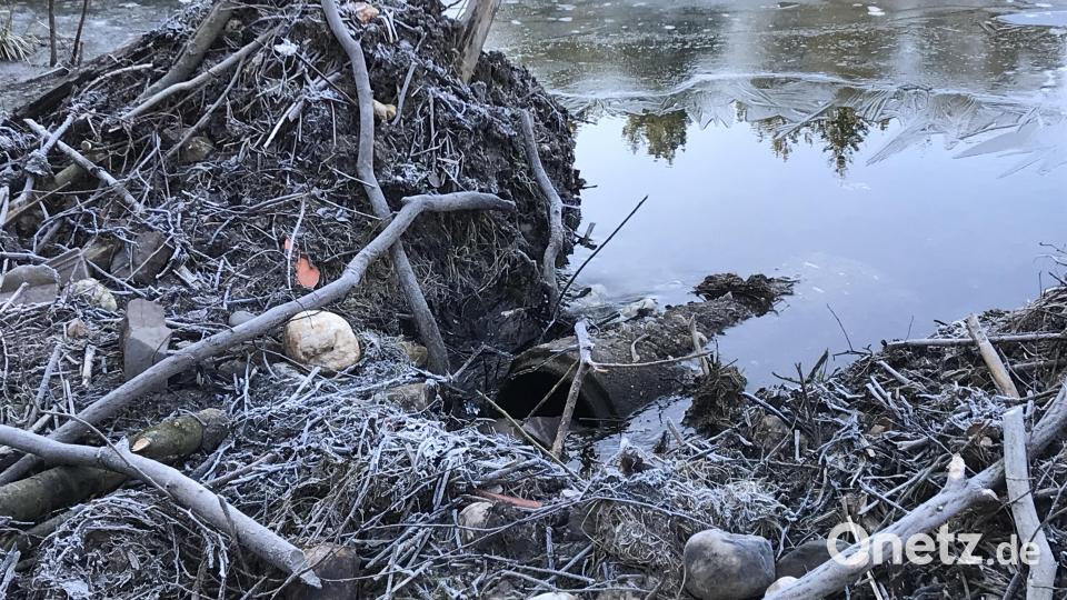Biberburgen gehören mittlerweile an vielen Gewässern im Landkreis Tirschenreuth zum gewohnten Bild. Bild: Abgeordnetenbüro Schmidt/exb