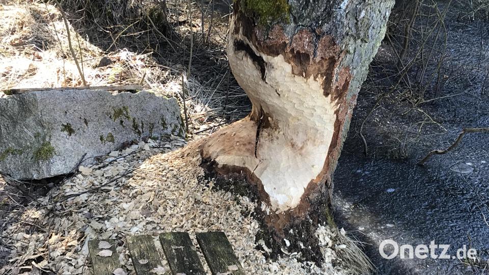 Die Schäden durch die Biber sind am Stockweiher bei Guttenberg nicht zu übersehen. Bild: Abgeordnetenbüro Schmidt/exb