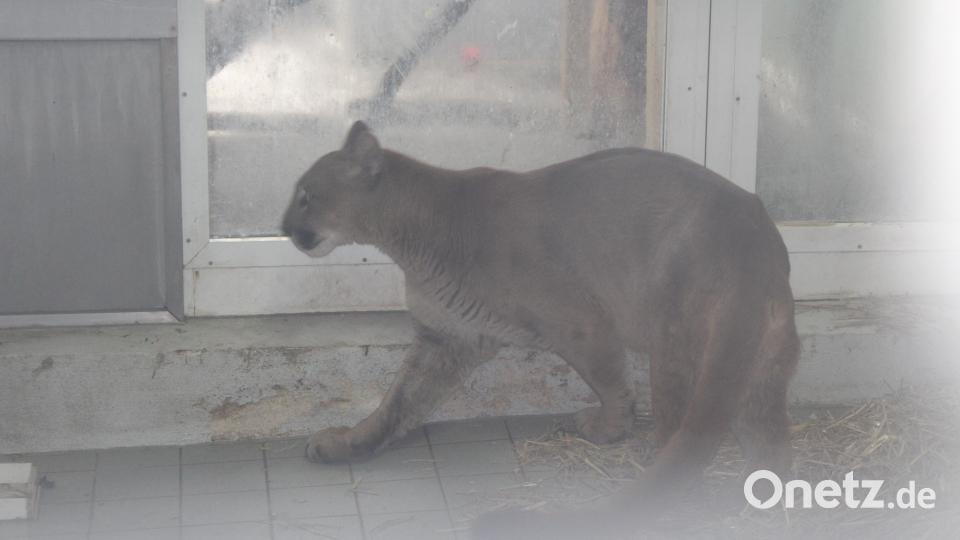 Der Puma wurde in einem Kleinwagen sichergestellt. Bild: Polizei Oberpfalz