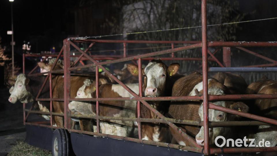 Die meisten der knapp 100 Kühe und Kälber konnten gerettet werden. Bild: Wolfgang Steinbacher