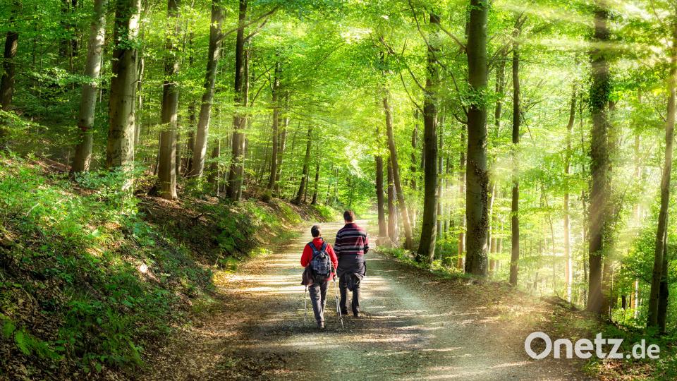 Die Grund- und Mittelschule Weiherhammer will ihre Schüler in enger Kooperation mit dem Naturpark Oberpfälzer Wald an die heimische Natur heranführen. Symbolbild: exb/Jan Becke