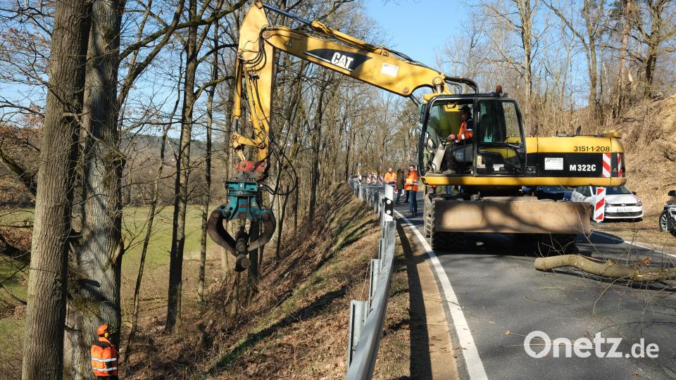 Die Eichen an der Böschung müssen weichen. Erst dann kann der Hang an der Staatstraße 2040 zwischen Schwarzhofen und Neunburg vorm Wald verdichtet werden. Bild: Hirsch