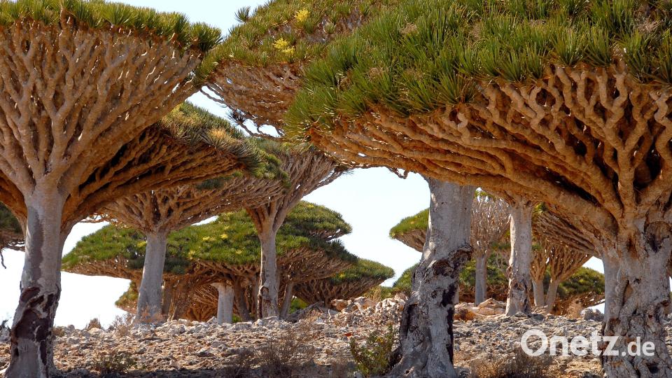 Drachenblutbäume auf der Insel Sokotra. Bild: Dr. Siegfried Steinkohl/exb