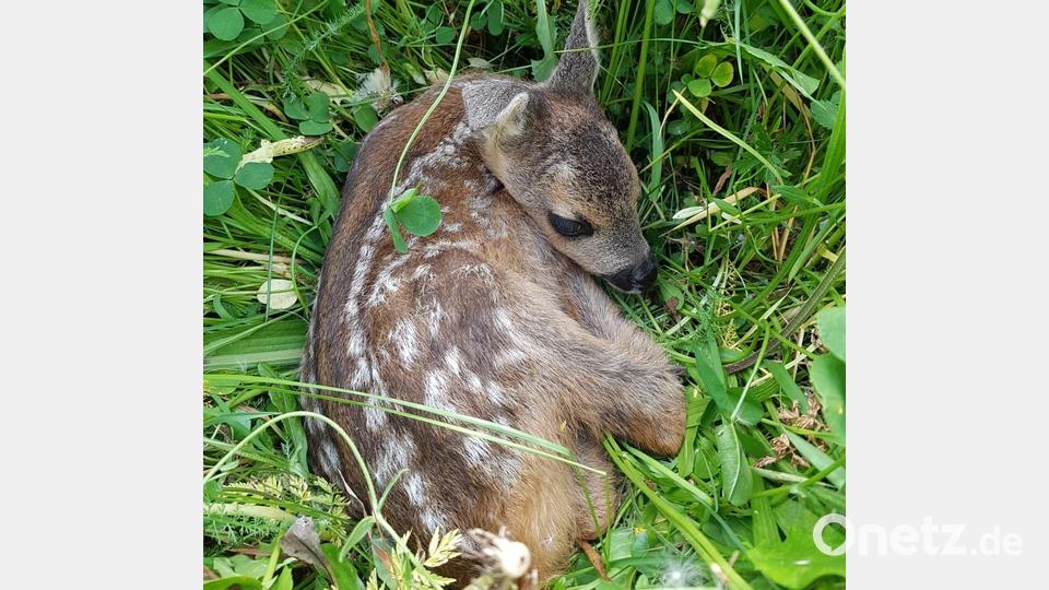 Bei Jungtieren ist der Fluchtinstinkt noch nicht ausgeprägt. Freilaufende Hunde können sie deshalb leicht totbeißen, auch vor anrückenden Traktoren mit Mähgeschirr fliehen sie nicht - und sterben so qualvoll. Bild: Susanne Kunisch/exb