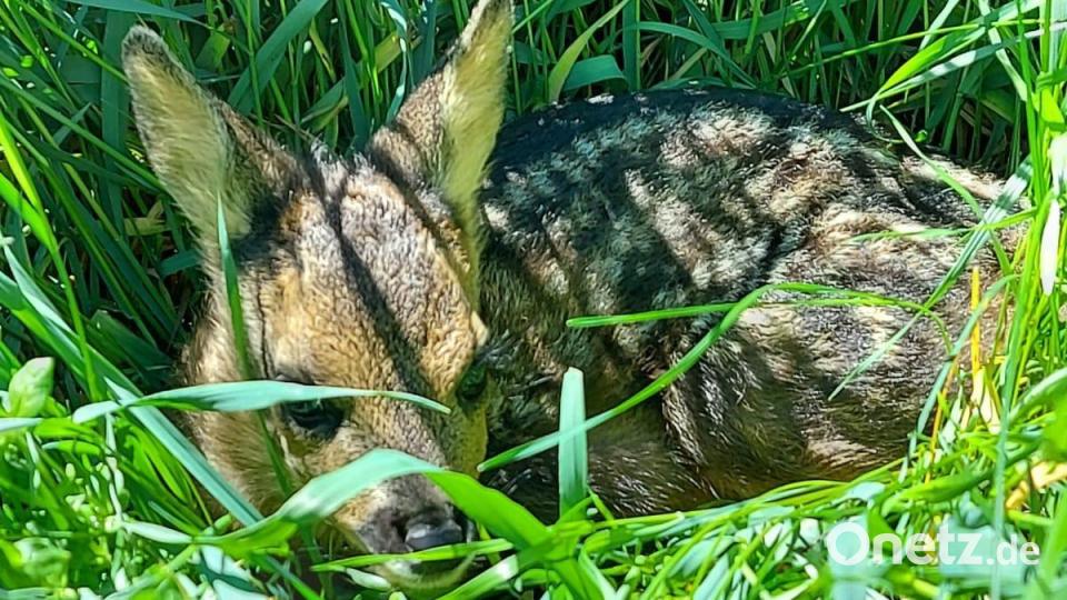 Im Frühjahr bringen Rehe im hohen Gras ihre Jungtiere zur Welt. Weil Kitze keinen Eigengeruch haben, lassen die Geißen ihren Nachwuchs oft stundenlang alleine – um Fressfeinde mit ihrem eigenen Geruch so auf eine fremde Fährte und vom Kitz wegzulocken. Bild: Susanne Kunisch/exb