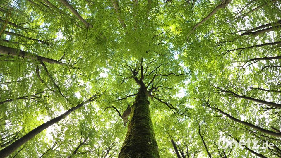 Die Rotbuch ist der Baum des Jahres 2022. Damit wird der am häufigsten vorkommende Laubbaum in Deutschland nach 1990 bereits zum zweiten Mal mit diesem Titel versehen. Bild: David-Wolfgang Ebener/dpa