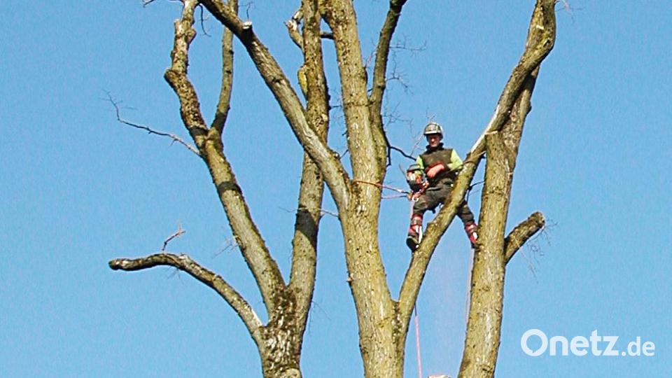Sie beherrschen es: Eine große Motorsäge anzuwerfen und den Ast neben sich abzusägen, muss man können. Sicherheit geht dabei immer vor. Bild: ld