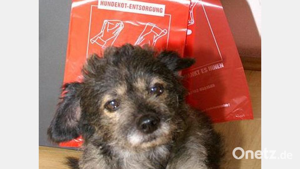 Hinterlassenschaften von Hunden gehören in den Beutel und dann ordnungsgemäß entsorgt. Archivbild: Susanne Schwab/exb