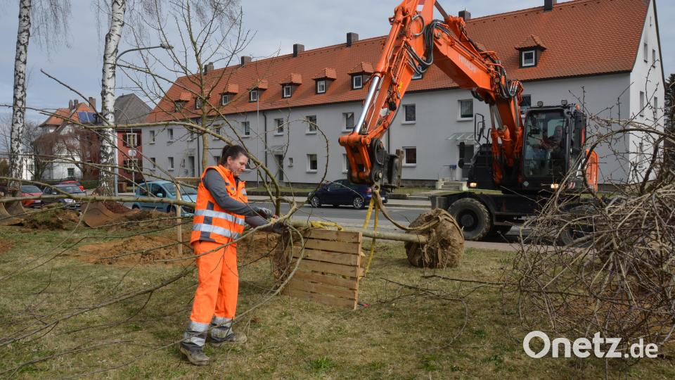 An der Waidhauser Straße wurden große Apfelbäume eingepflanzt, die heuer schon ihre Blütenpracht entfalten werden. die städtische Gärtnerin Sabine Dworzak legte selbst Hand mit an. Franz Kaas hilft maschinell mit dem Bagger. Bild: dob