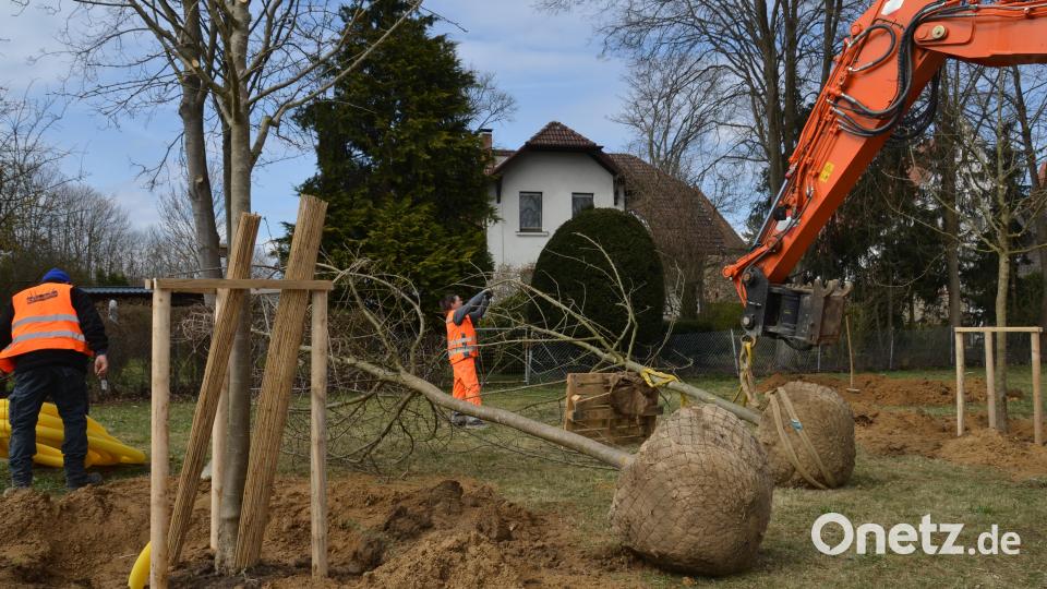 An der Waidhauser Straße wurden große Apfelbäume eingepflanzt, die heuer schon ihre Blütenpracht entfalten werden. die städtische Gärtnerin Sabine Dworzak legte selbst Hand mit an. Bild: dob