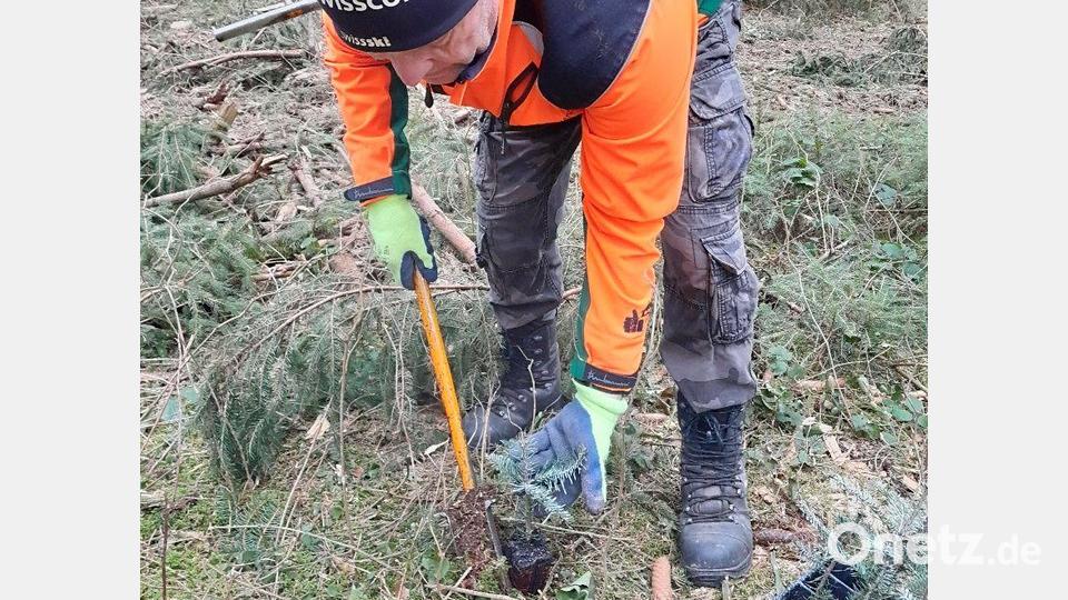 150.000 junge Bäume werden in diesem Jahr in rund 4000 Arbeitsstunden allein im Bereich des Forstbetriebs Schnaittenbach gepflanzt. Bild: Michael Forster/Bayerische Staatsfosten/exb