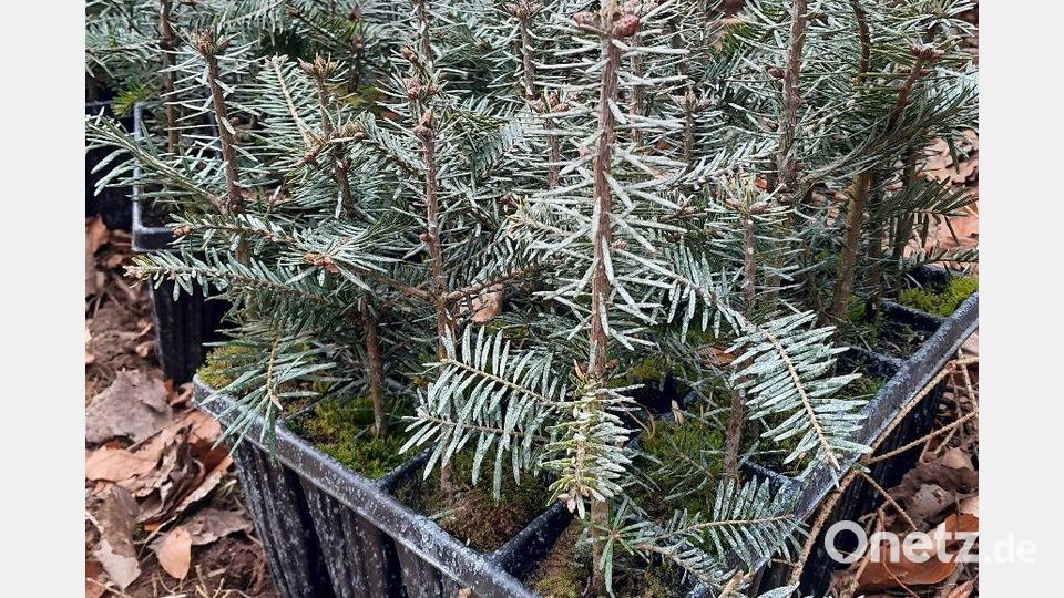 Die heimische Weißtanne ist mit ihrer Pfahlwurzel der Fichte im Klimawandel überlegen. Da junge Tannen für Wild ein Leckerbissen sind, werden diese mit einem weißen Verbissschutzmittel auf Basis von Schaffett geschützt. Bild: Michael Forster/Bayerische Staatsfosten/exb
