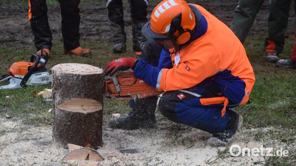 Der Fallkerb muss zentimetergenau in die vorgegebene Fällrichtung gehen. Bild: fz