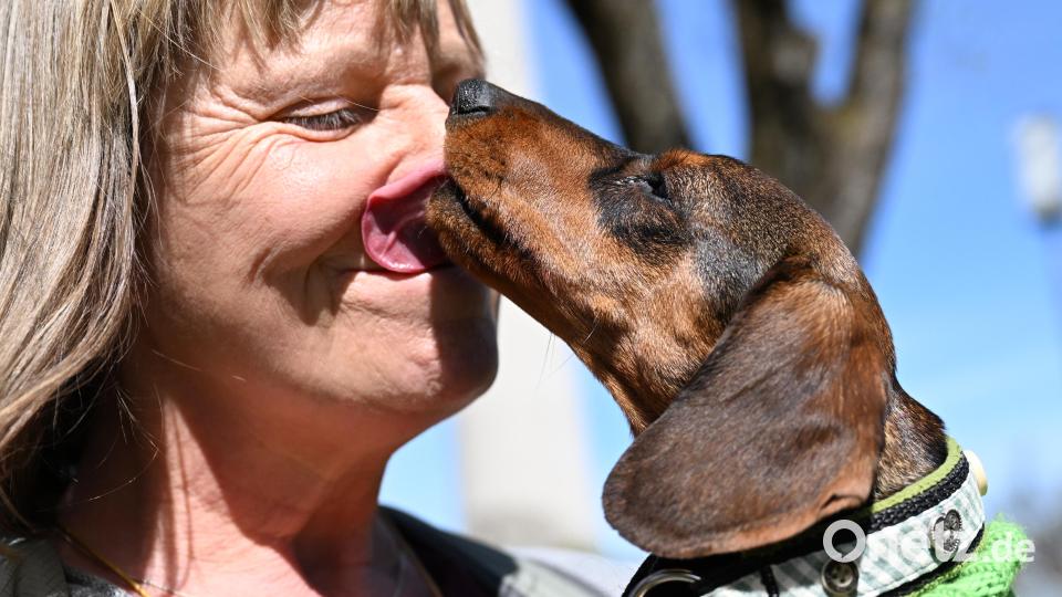 Dackel Betty schleckt seiner Besitzerin beim "Dackel-Day" im Olympiapark über das Gesicht. Bild: Angelika Warmuth/dpa