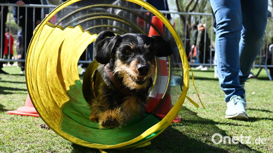 Dackel Seppi läuft den Hunde-Parcour. Bild: Angelika Warmuth/dpa