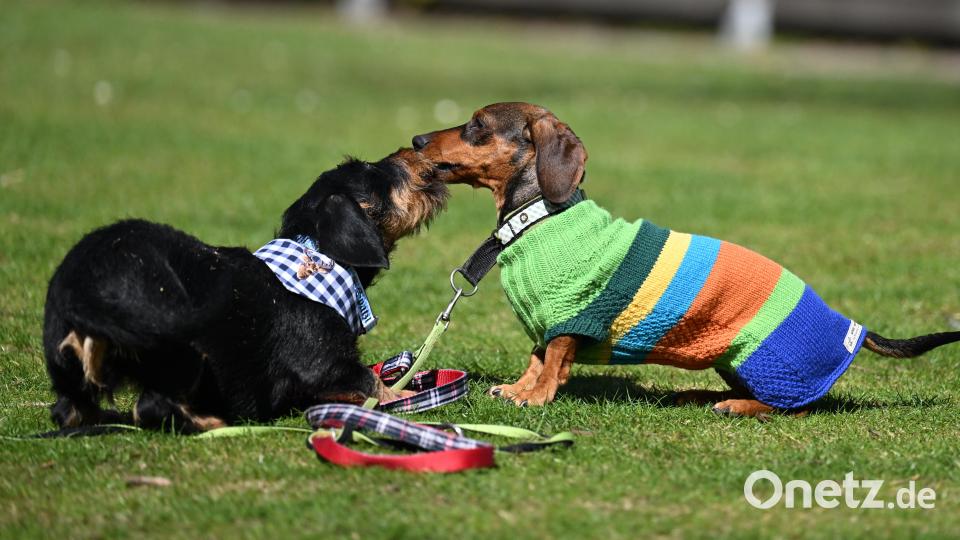 Zwei Dackel spielen, der rechte Dackel trägt einen Pulli in dem Design des Olympia Maskottchen. Bild: Angelika Warmuth/dpa