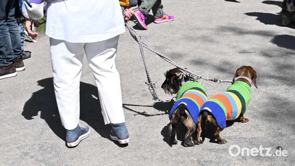 Zwei Dackel tragen beim "Dackel-Day" im Olympiapark, der anlässlich des 50. Jubiläums der Olympischen Spiele in München stattfindet, Pullis in dem Design des Olympia Maskottchen. Bild: Angelika Warmuth/dpa