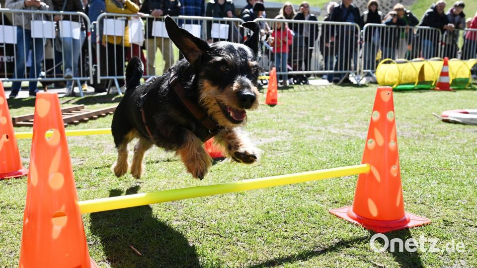 Dackel Seppi hebt elegant ab. Bild: Angelika Warmuth/dpa