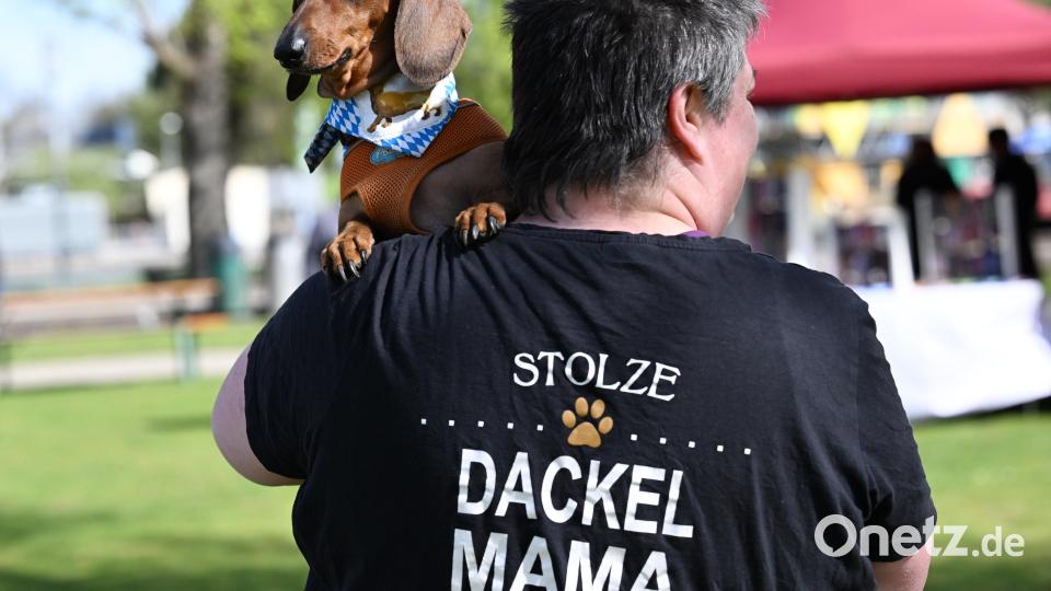 "Stolze Dackel Mama" ist auf dem T-Shirt einer Dackelbesitzerin beim "Dackel-Day" zu lesen. Bild: Angelika Warmuth/dpa