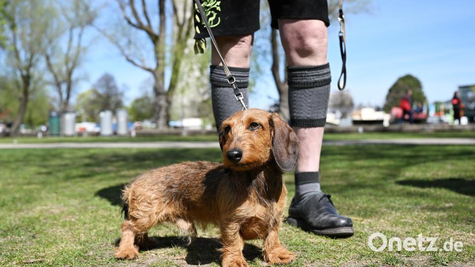 Ein Dackel steht zwischen den Beinen seines Besitzers. Bild: Angelika Warmuth/dpa