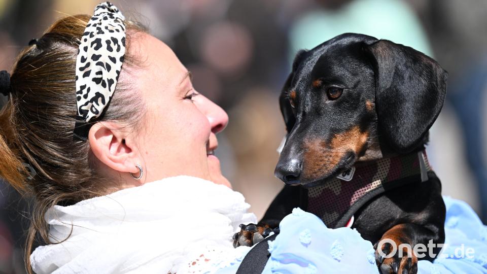 Ein Dackel blickt über die Schulter seiner Besitzerin. Bild: Angelika Warmuth/dpa