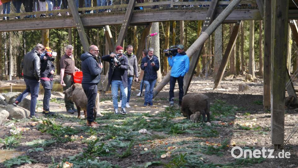 Aus Wildschwein &quot;Putin&quot; wird &quot;Eberhofer&quot;. Bild: gis