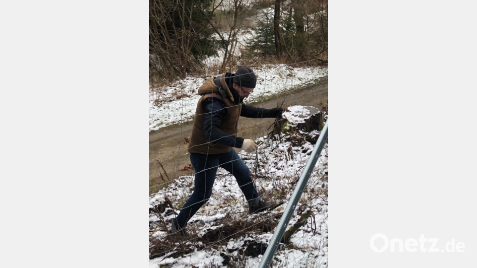 Die Hecke entsteht vor umzäunter Kastanienanpflanzung (hier Wolfgang R.). Bild: Verena Bauer/exb
