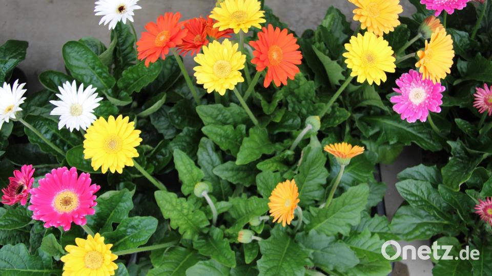 Die 250 Mitgliedsbetriebe des BGV haben die „Sunny Sisters“ zur Bayerischen Pflanze des Jahres 2022 gewählt. Diese „Sommer-Mädels“ verbreiten in fünf verschiedenen sonnigen Farbtönen gute Laune im Garten. Bild: prh