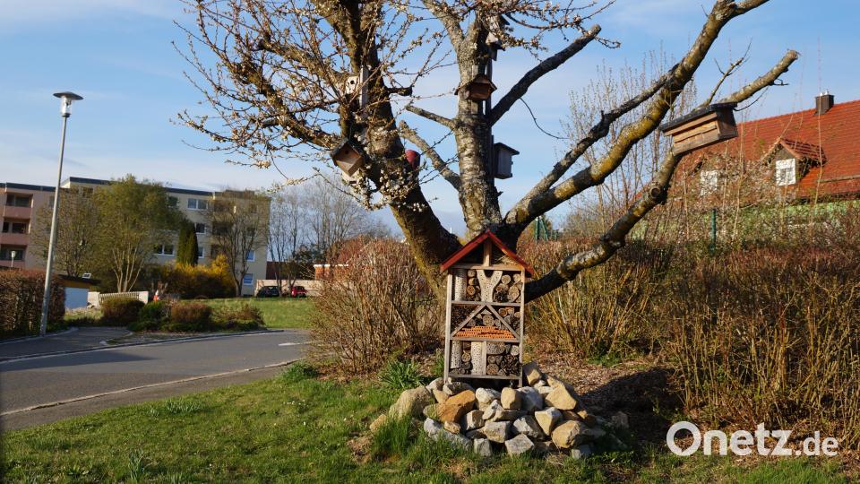 Nistkästen und Unterschlupfmöglichkeiten für Vögel und Insekten wurden mit Kindern gebastelt und zieren den alten Kirschbaum beim Vereinsheim des OGV. In den von der Sonne erwärmten Steinen fühlen sich auch Eidechsen wohl. Bild: wel