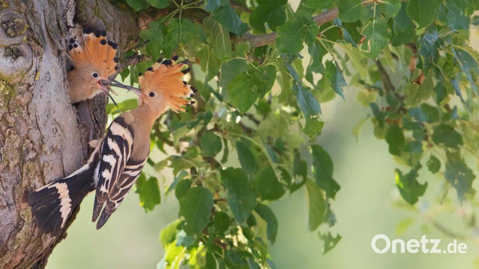 Vom Wiedehopf gibt es keine 1000 Brutpaare in ganz Deutschland: Nun wurde der Vogel mit dem besonderen Aussehen auch im Landkreis Neustadt/WN gesichtet. Bild: Markus Gläßel/LBV-Bildarchiv/exb