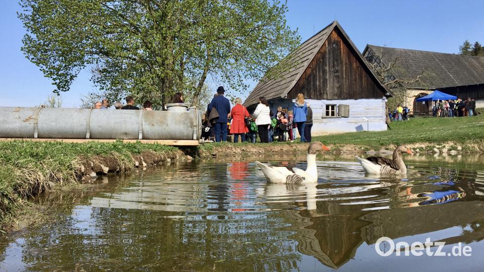 Gans und Ganter und eine Schuklasse vor dem Hüthaus im Stiftlanddorf. Bild: upl