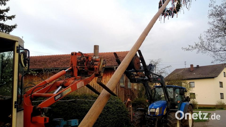 Aufstellen des Maibaumes mit zwei Traktoren. Bild: R. Kreuzer