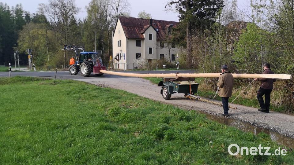 Der künftige Maibaum, der den Falkenberger Marktplatzbereich zieren wird, hat die Jugendherberge Tannenlohe erreicht. Bild: OWV Falkenberg/exb