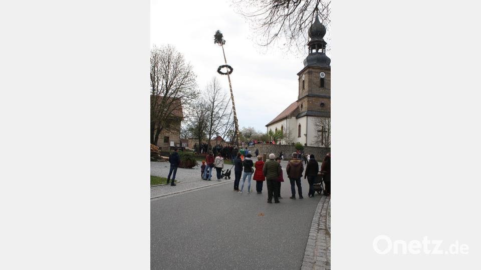 Noch ausschließlich mit Muskelkraft der Dorfstärksten sowie hölzernen Schwalben wird der Maibaum in Oberbibrach aufgestellt. Das stolze Frühlingssymbol überragt heuer mit 41,3 Metern wieder den Kirchturm. Bild: edo