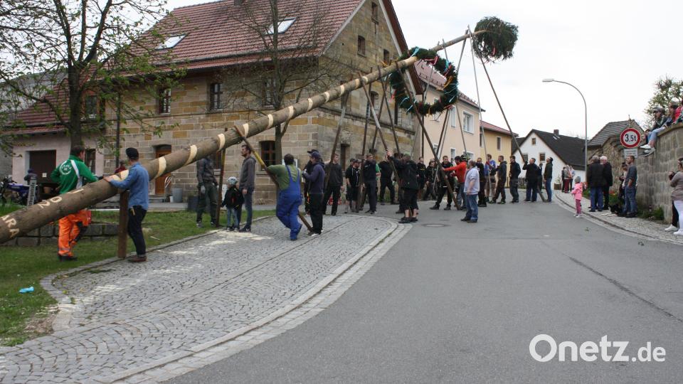 Noch ausschließlich mit Muskelkraft der Dorfstärksten sowie hölzernen Schwalben wird der Maibaum in Oberbibrach aufgestellt. Das stolze Frühlingssymbol überragt heuer mit 41,3 Metern wieder den Kirchturm. Bild: edo