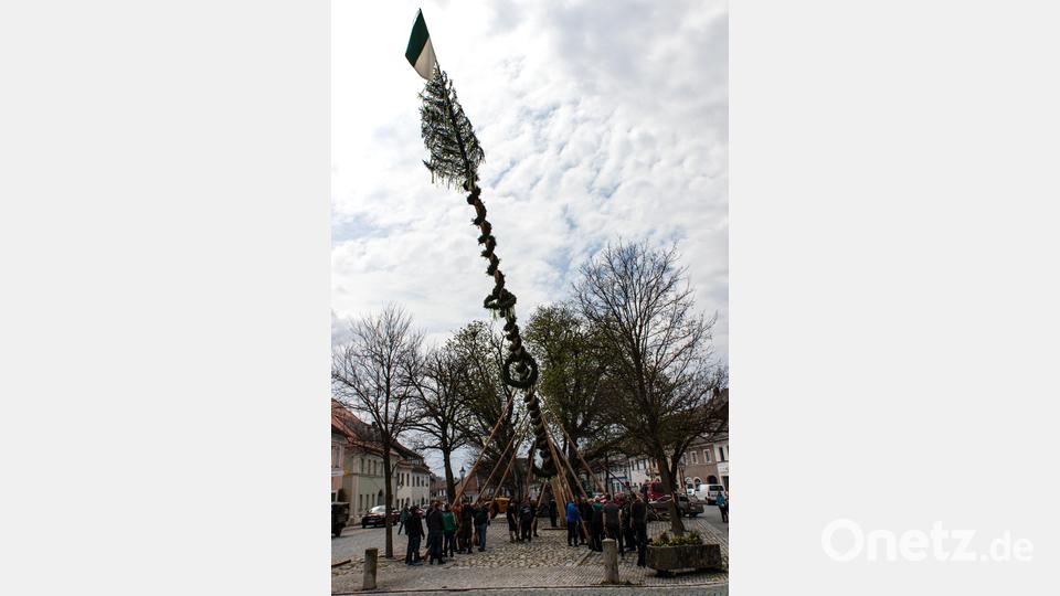 Der 28 Meter hohe Maibaum wurde mithilfe von Holzstangen, den sogenannten Schwalben, aufgestellt. Bild: Susanne Forster