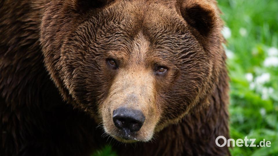 Der Braunbär, der im Landkreis Garmisch-Partenkirchen unterwegs ist, ist ganz schön fotogen. Symbolbild: Christophe Gateau