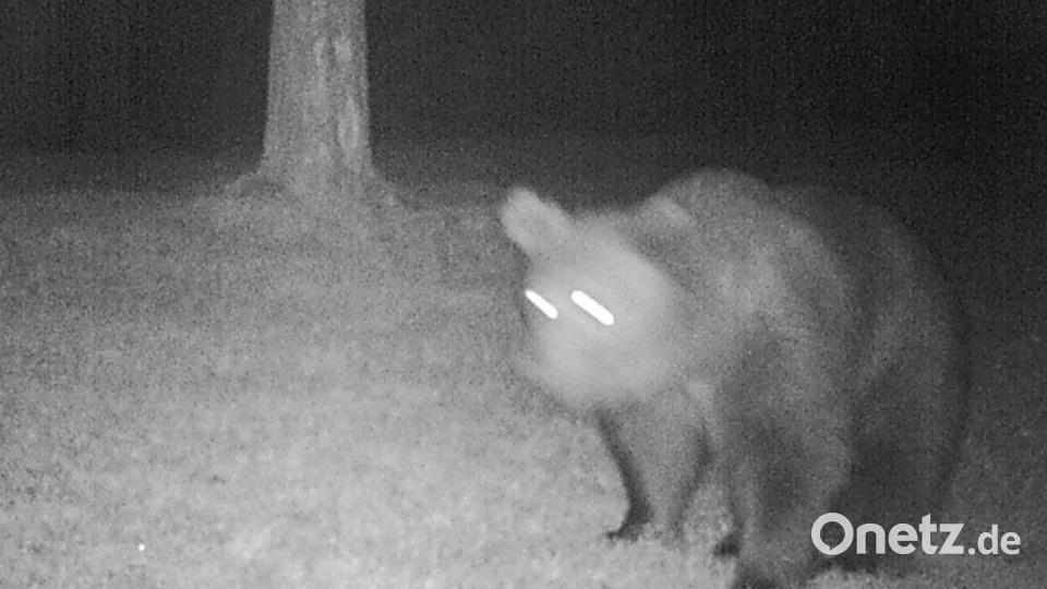 Ein Braunbär ist am 30. April in eine Fotofalle im südlichen Landkreis Garmisch-Partenkirchen getappt. Bild: -/Bayerische Landesamt für Umwelt/dpa/Bildarchiv