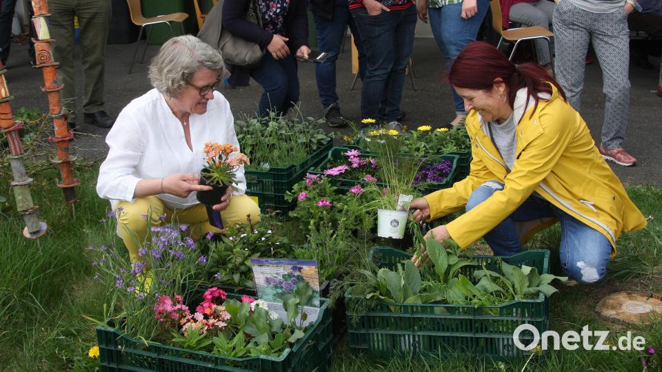 Eva Gibhardt, Projektmanagerin der Öko-Modellregion Steinwald, und Margitta Sandner aus Fuchsmühl (von links) nutzten die kurze Pause, um die bereit stehenden Pflanzen näher unter die Lupe zu nehmen. Bild: wro