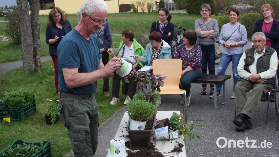 Gärtnermeister Gottfried Fröhlich zeigte sich sicher, dass sich Bienen, Hummeln und Schmetterlinge in den von ihm gestalteten Blumenkästen wohlfühlen werden. Bild: wro