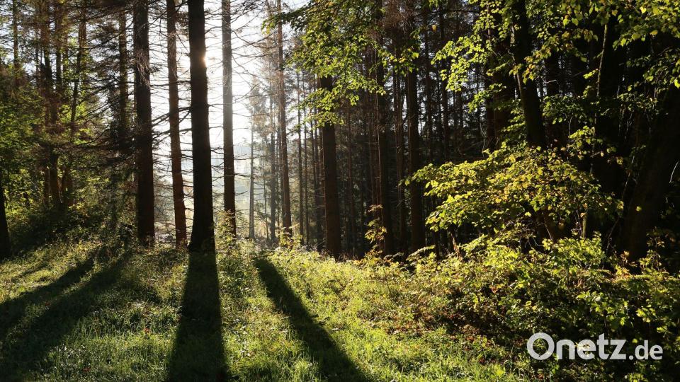 Die Sonne scheint in einem Wald zwischen Bäumen hindurch. Insgesamt 100 neue Mitglieder konnte die Forstbetriebsgemeinschaft Amberg-Schnaittenbach im vergangenen Jahr aufnehmen. Symbolbild: Matthias Bein/dpa-Zentralbild/ZB/Symbolbild