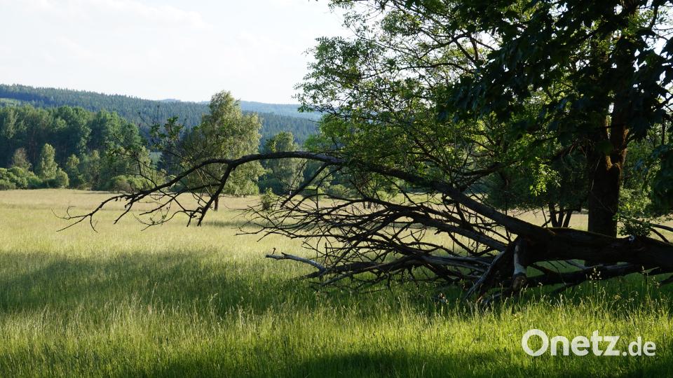 Das 12 500 Kilometer lange Grüne Band – hier eine Aufnahme bei Pleš (Plöß) – soll Welterbe werden. Der Weg dorthin ist aber noch weit. Bild: eib
