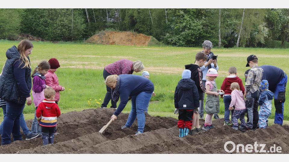 Für das Kartoffelfest, das die Rosenberger Siedler im September mit den Kindern feiern wollen, galt es jetzt die Saat zu legen. Bild: mfh