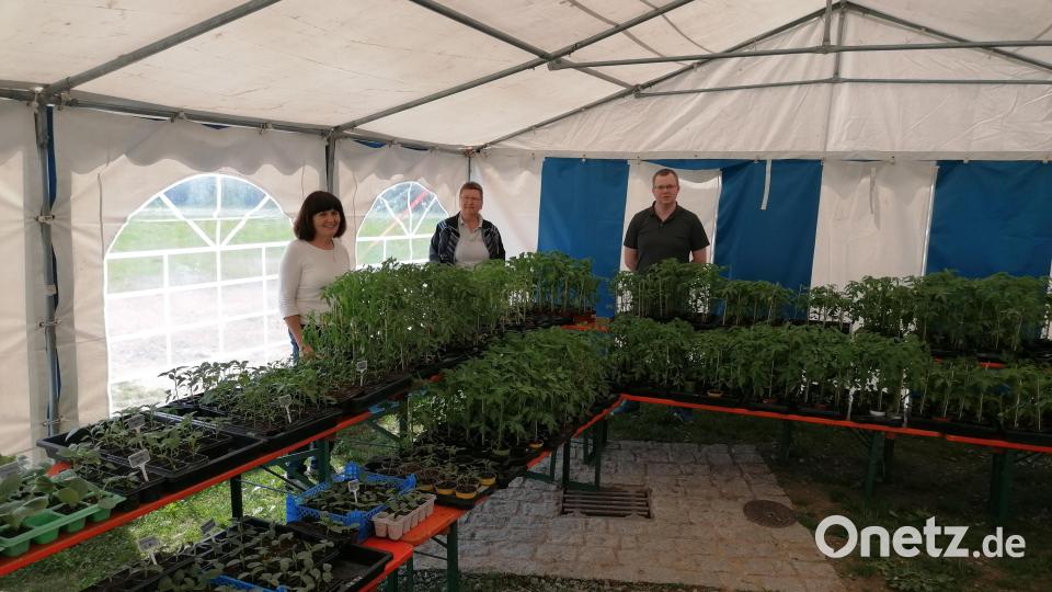 Ein Blick ins Zelt nach dem Aufbau - 800 Pflanzen mit Christine Heinz, Petra Sieder und Simon Ertl. Bild: den