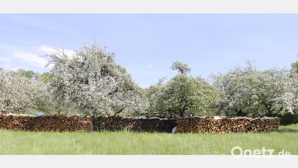 Eine Streuobstfläche am Katzenberg in Sulzbach-Rosenberg im Vollfrühling. Bild: mfh