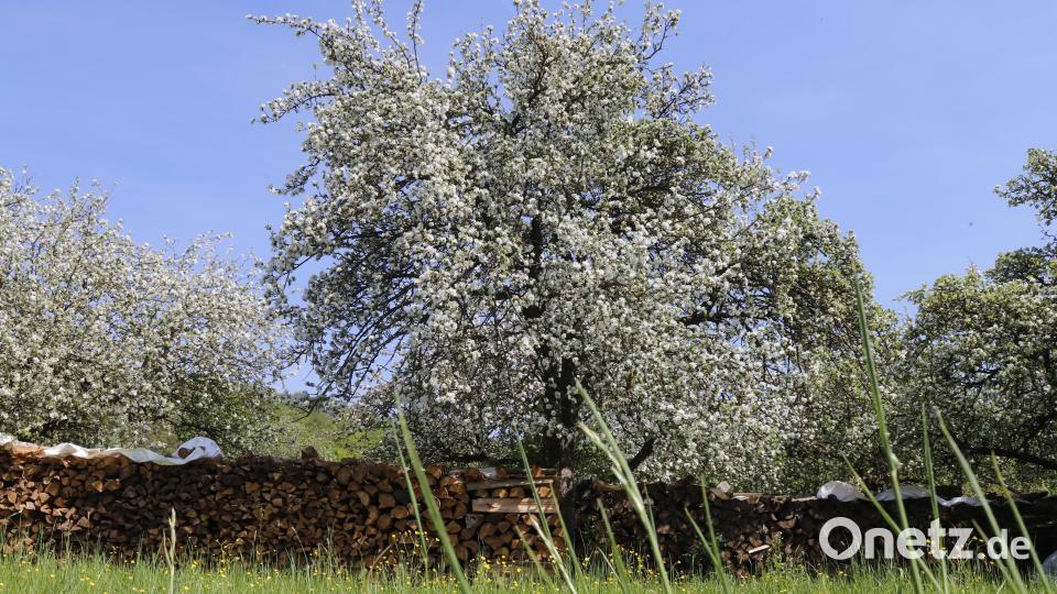 .Die alten Obstbäume locken während der Blühphase tausende Bestäuber an. Bild: mfh