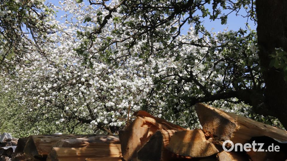 Streuobstwiesen gelten als wertvoller Lebensraum. Bild: mfh