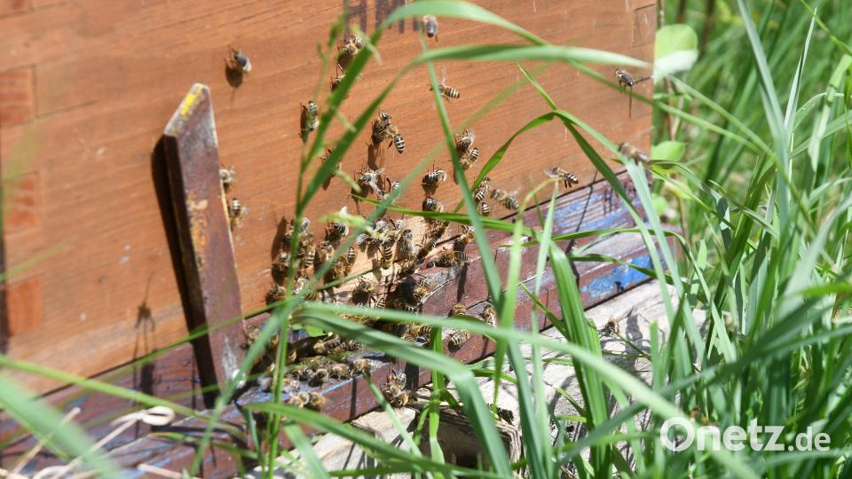 In Tännesberg soll mithilfe einer ILE-Förderung in der Streuobstwiese ein Bienenhaus saniert werden. Bild: Gabi Schönberger