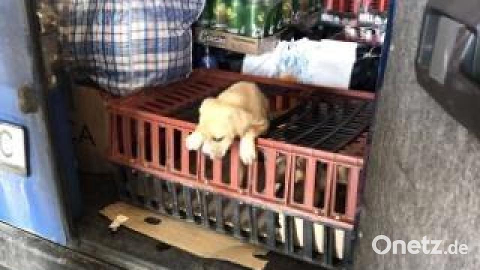 Die Tiere wurden in einer Plastikbox transportiert. Bild: pvia