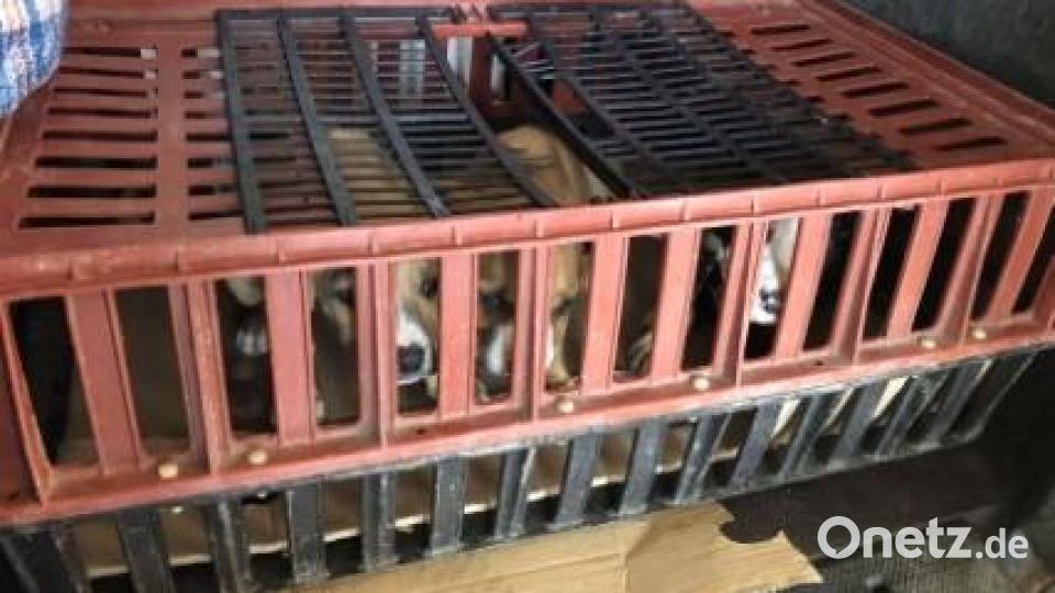 Die Hundewelpen waren in dieser Plastikbox eingepfercht. Bild: VPI Amberg